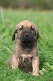 FILA BRASILEIRO 238